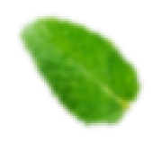Mint Leaf