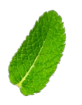 Mint Leaf