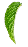 Mint Leaf